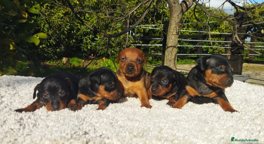 Pinscher Miniatura perros en venta: Mini pinscher varios colores  - Anuncio 3