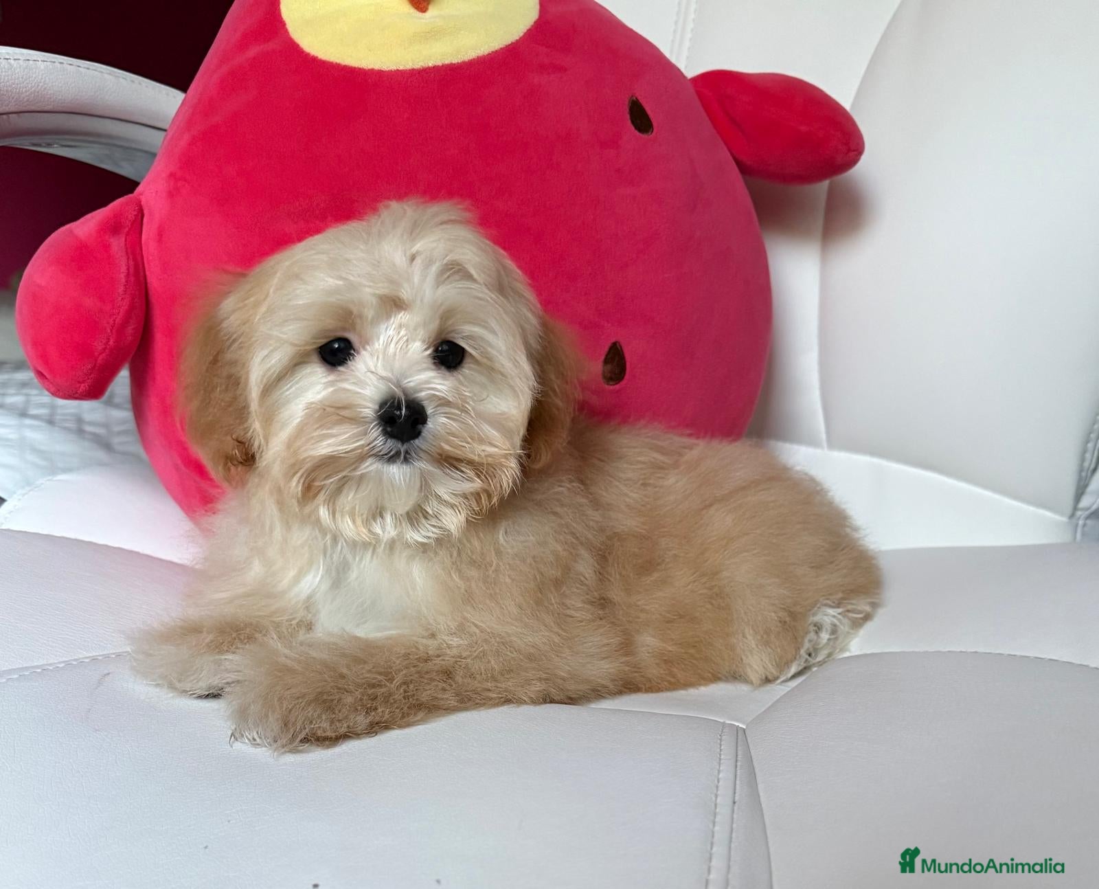 Maltipoo perros en venta: Maltipoo Hembra lista para entregar!!! - Anuncio 5