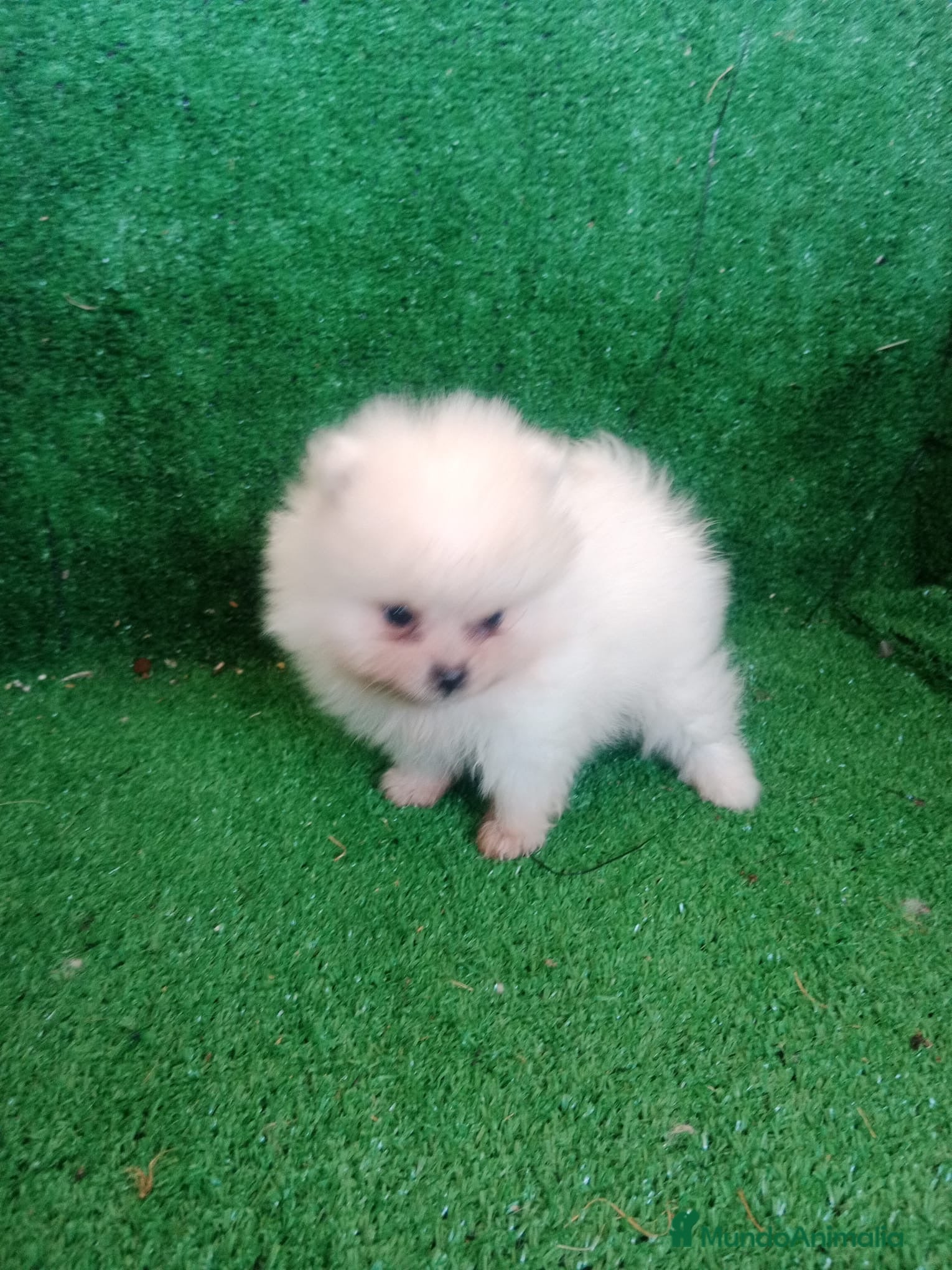 Pomerania perros 🐾CHIQUITINES POMERANIA🐾 - Anuncio 30