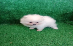 Pomerania perros en venta: 🐾CHIQUITINES POMERANIA🐾 - Anuncio 1