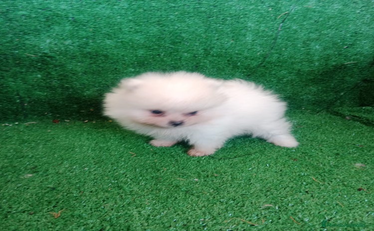 Pomerania perros 🐾CHIQUITINES POMERANIA🐾 - Anuncio 7