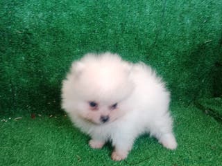 Pomerania perros 🐾CHIQUITINES POMERANIA🐾 - Anuncio 31