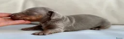 Teckel Miniatura perros en venta: PRECIOSA CACHORRITA TECKEL TRICOLOR LILAC - Anuncio 4
