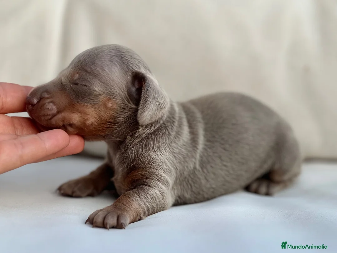 Teckel Miniatura perros en venta: PRECIOSA CACHORRITA TECKEL TRICOLOR LILAC - Anuncio 4