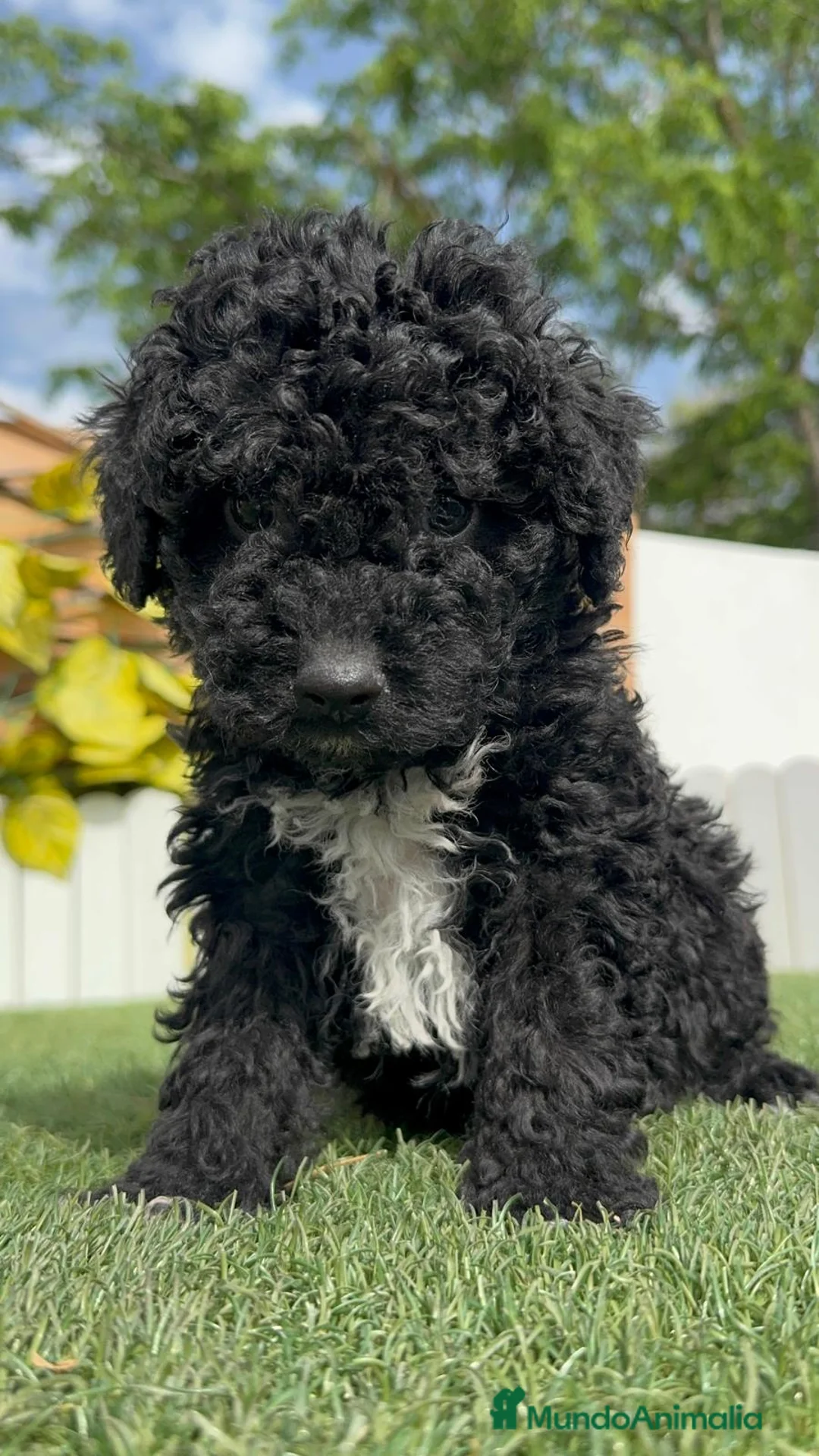 Perro de Agua Español perros en venta: PERRO DE AGUA ESPAÑOL - Anuncio 1