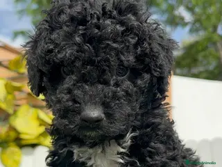 Perro de Agua Español perros PERRO DE AGUA ESPAÑOL - Anuncio 3