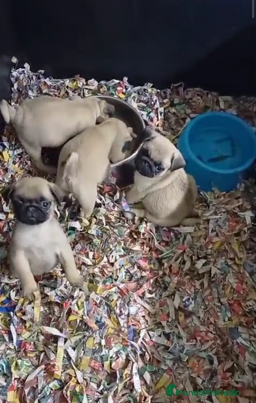 Carlino - Pug perros en venta: Cachorrito de Carlino  - Anuncio 3