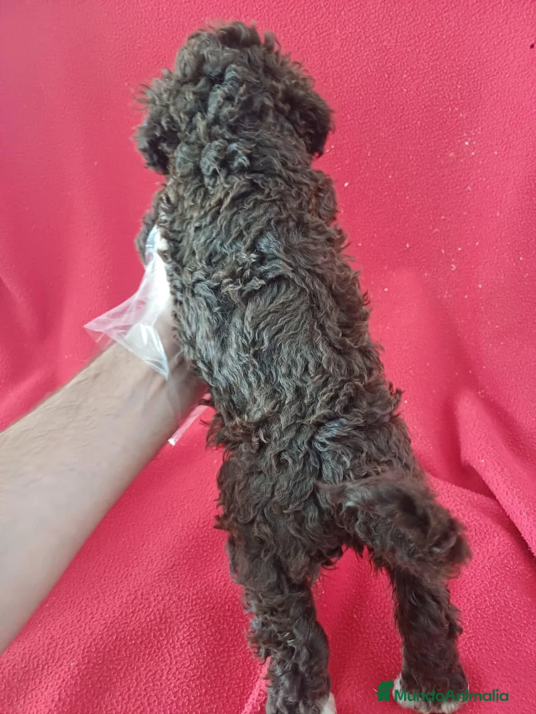 Perro de Agua Español perros en venta: Perro de Agua Español  - Anuncio 3