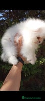 Pomerania perros - Anuncio 4