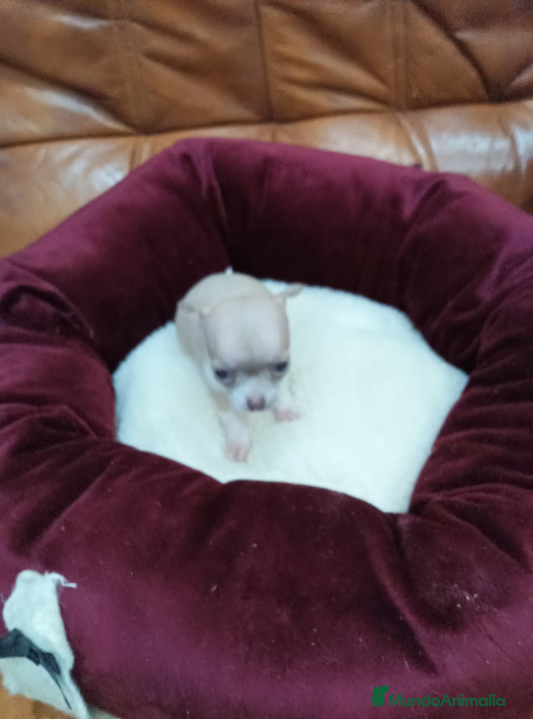 Chihuahua perros en venta: Chihuahua toy - Anuncio 5