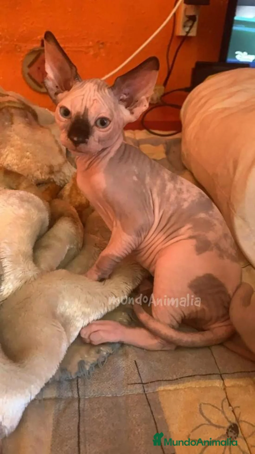 Imagen de galería {{count}}