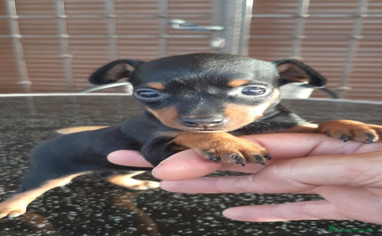 Pinscher Miniatura perros - Anuncio 4