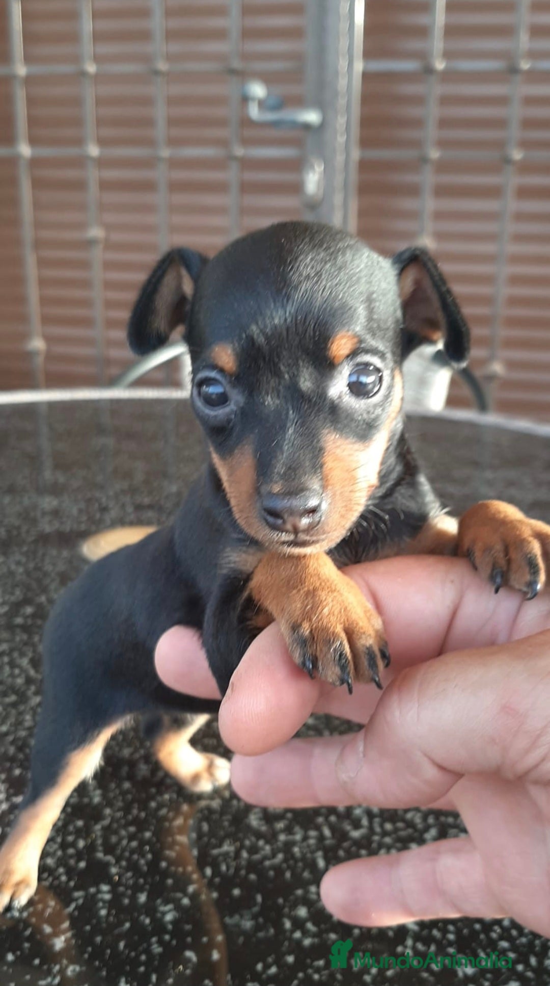 Pinscher Miniatura perros en venta: Pinscher MICRO hembra - Imagen 1