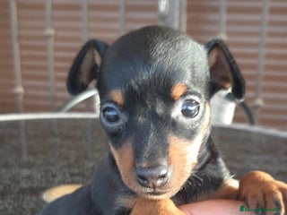 Pinscher Miniatura perros - Anuncio 4