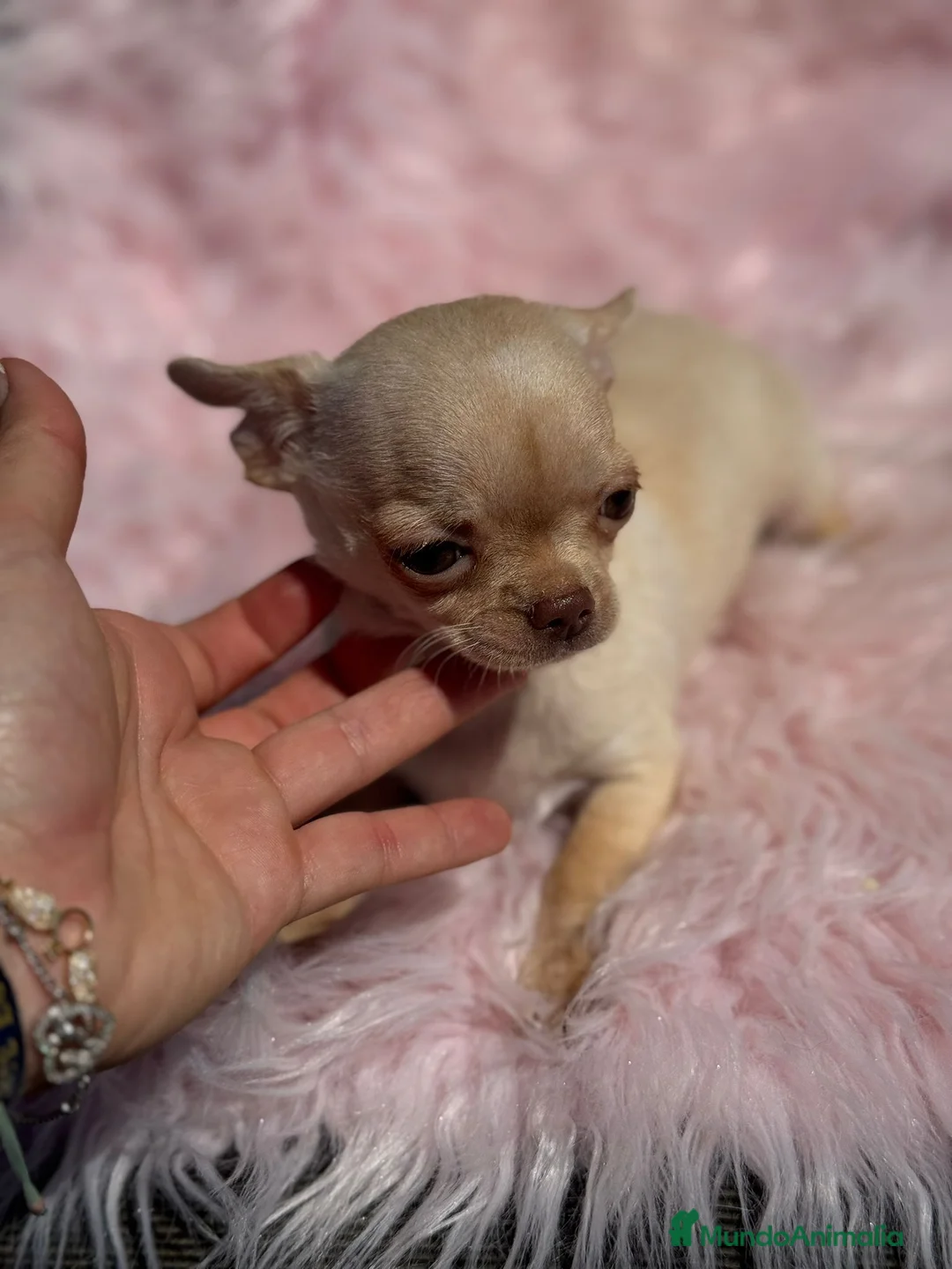 Chihuahua perros en venta: DIMINUTA CHIHUAHUA RED NOSE LÍNEA RUSA en Barcelona - Anuncio 1