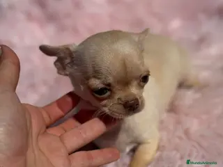 Chihuahua perros DIMINUTA CHIHUAHUA RED NOSE LÍNEA RUSA en Barcelona - Anuncio 27