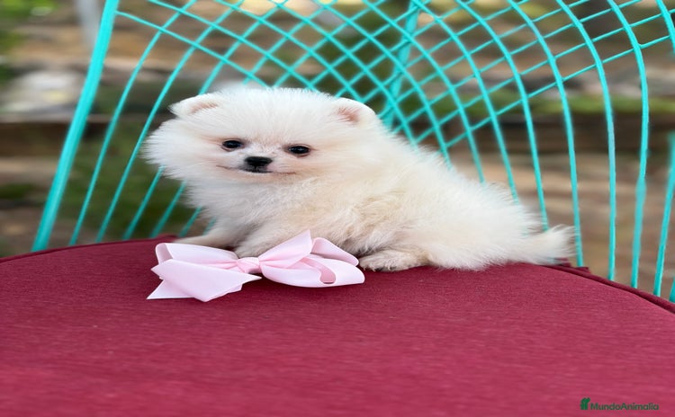 Pomerania perros - Propaganda 1