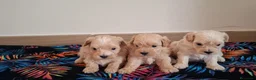 Maltipoo perros en venta: Cachorritos de Maltipoo  - Anuncio 2