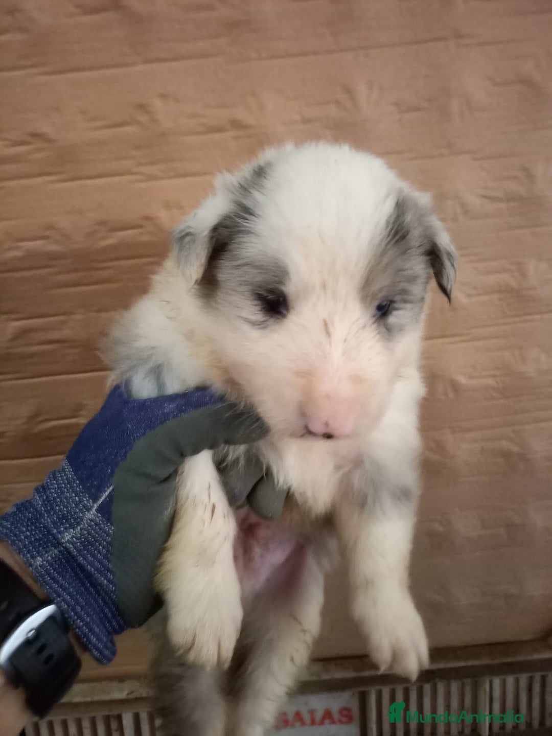 Border Collie perros en venta: Bordér collie  - Anuncio 6