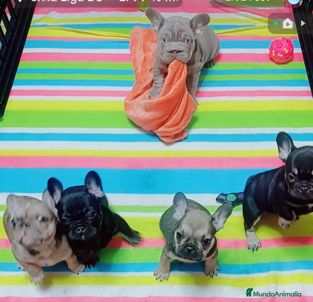 Bulldog Francés perros Bulldog francés  - Anuncio 6