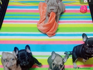 Bulldog Francés perros Bulldog francés - Anuncio 1