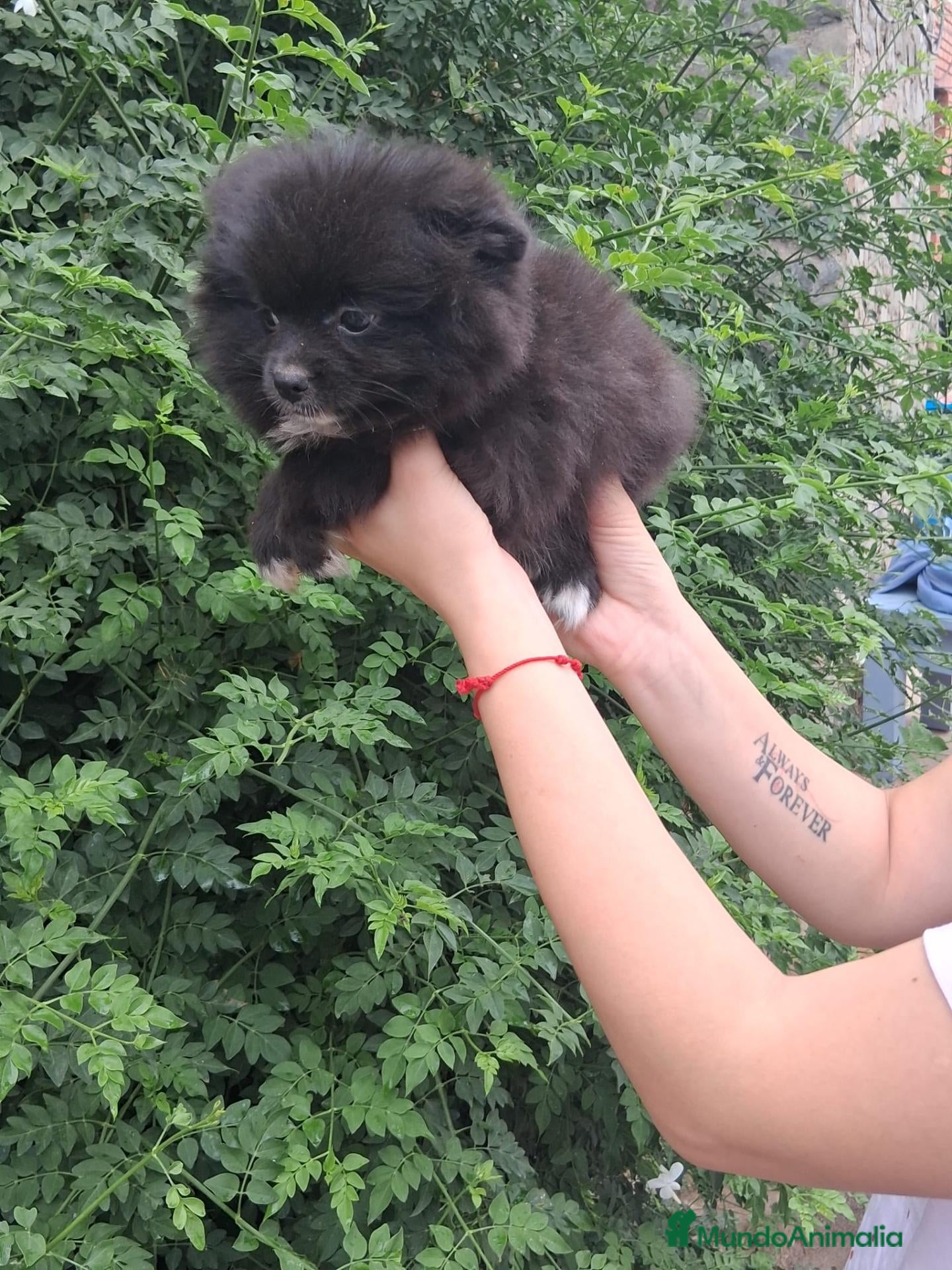Pomchi perros Camada de pomchi  - Anuncio 2