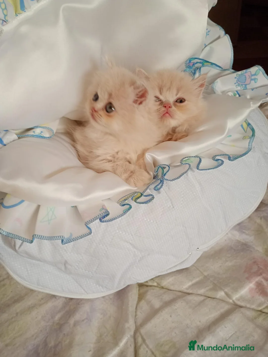 Persa gatos en venta: Gatitos persa y malayo disponible - Anuncio 2