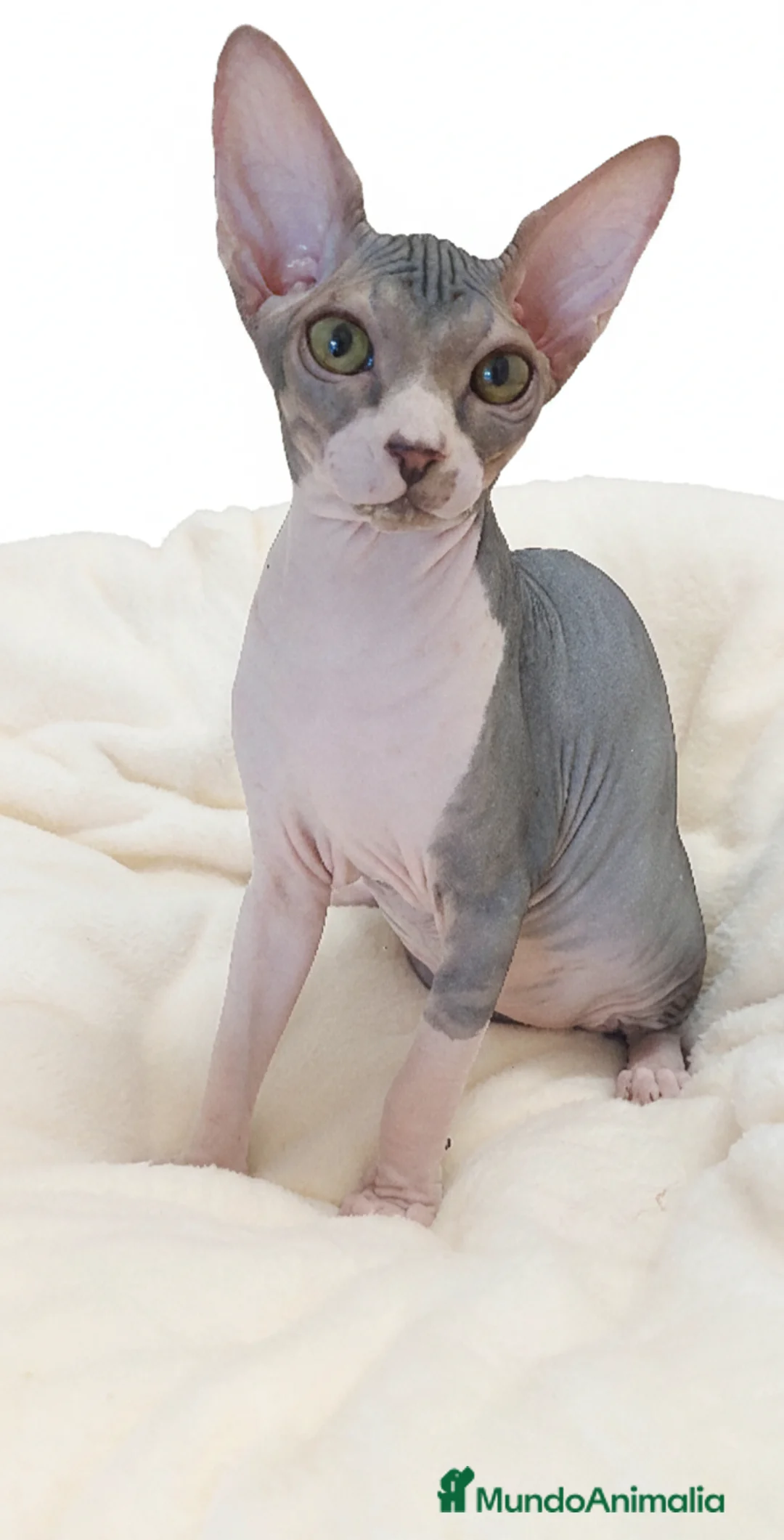 Sphynx gatos en venta: Precioso machito bicolor tabby  - Anuncio 9