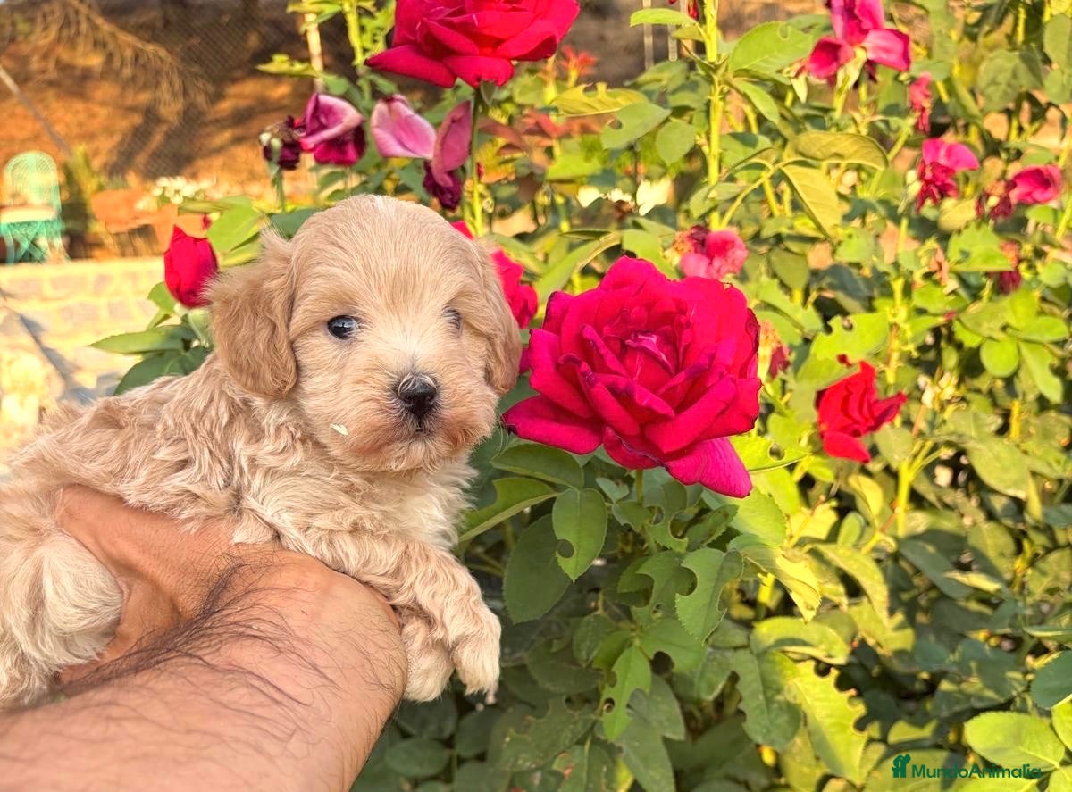 Maltipoo perros Maltipoo macho disponible !!! - Anuncio 2