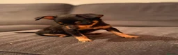 Pinscher Miniatura perros en venta: Pincher mini hembra  - Anuncio 4