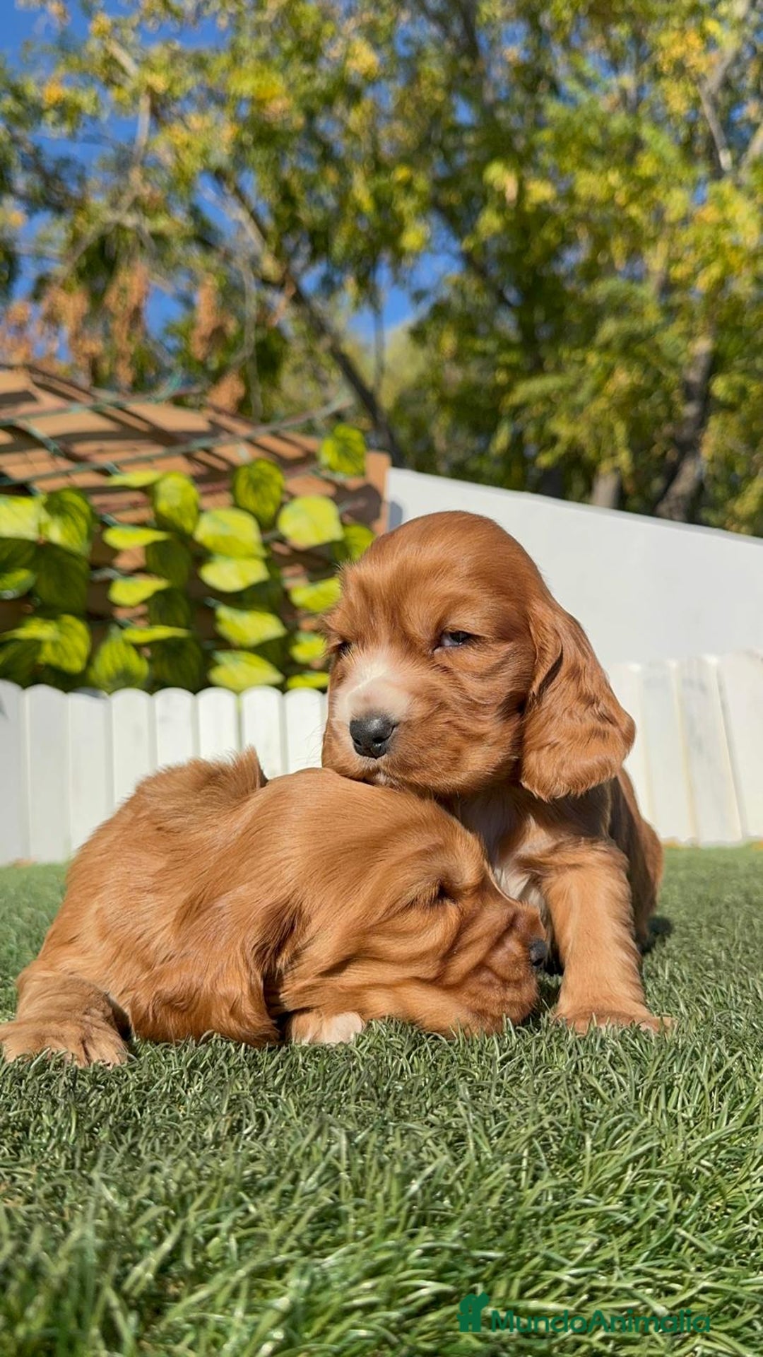 Cocker Spaniel Inglés perros en venta: COCKER SPANIEL INGLES - Anuncio 17