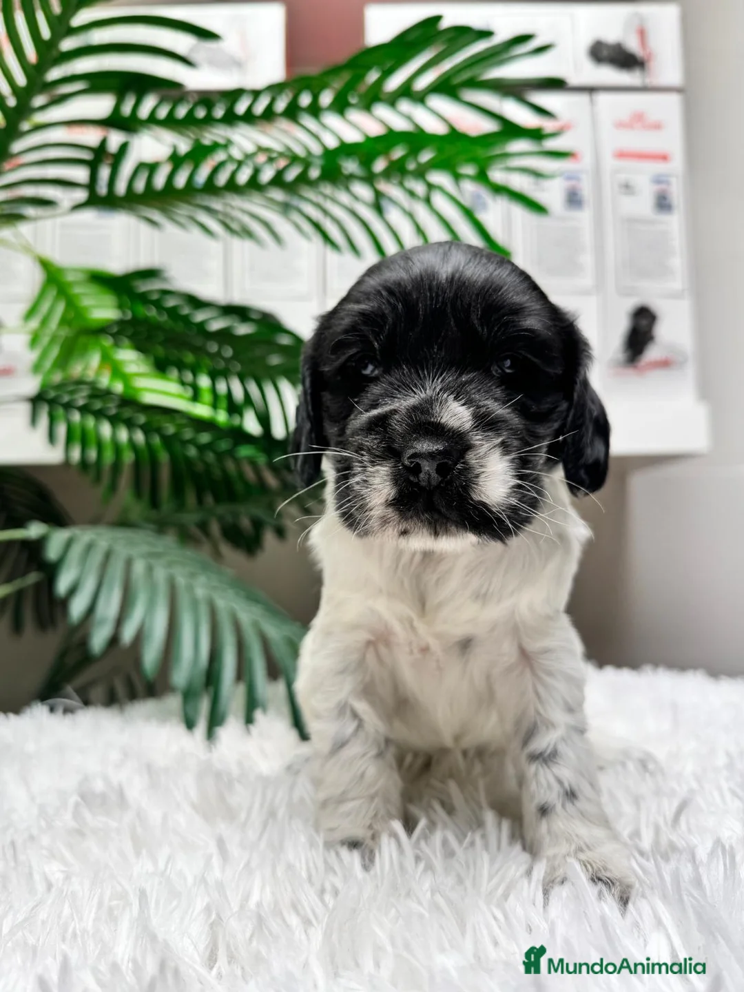 Cocker Spaniel Inglés perros en venta: COCKER SPANIEL INGLES - Anuncio 9