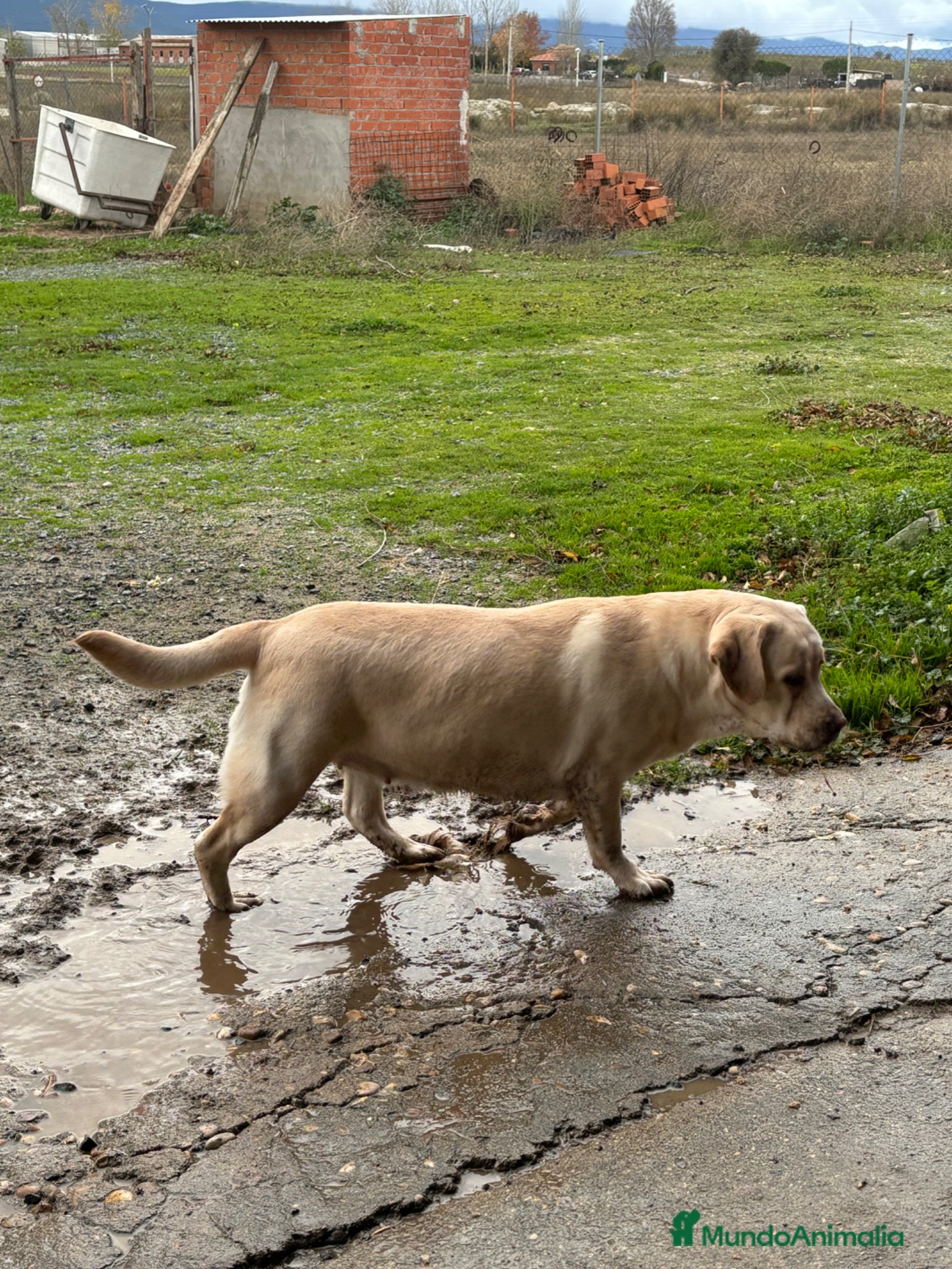 Labrador Retriever perros Labrador retriever - Anuncio 1