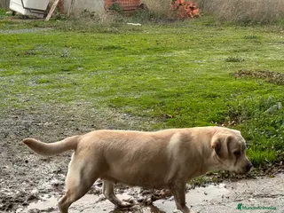 Labrador Retriever perros Labrador retriever - Anuncio 1