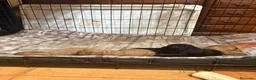 Caniche Toy perros en venta: CANICHE TOY - Anuncio 8
