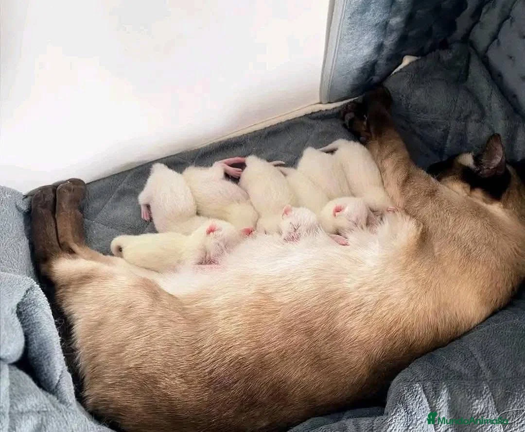 Siamés gatos en venta: GATITOS SIAMESES - Anuncio 3