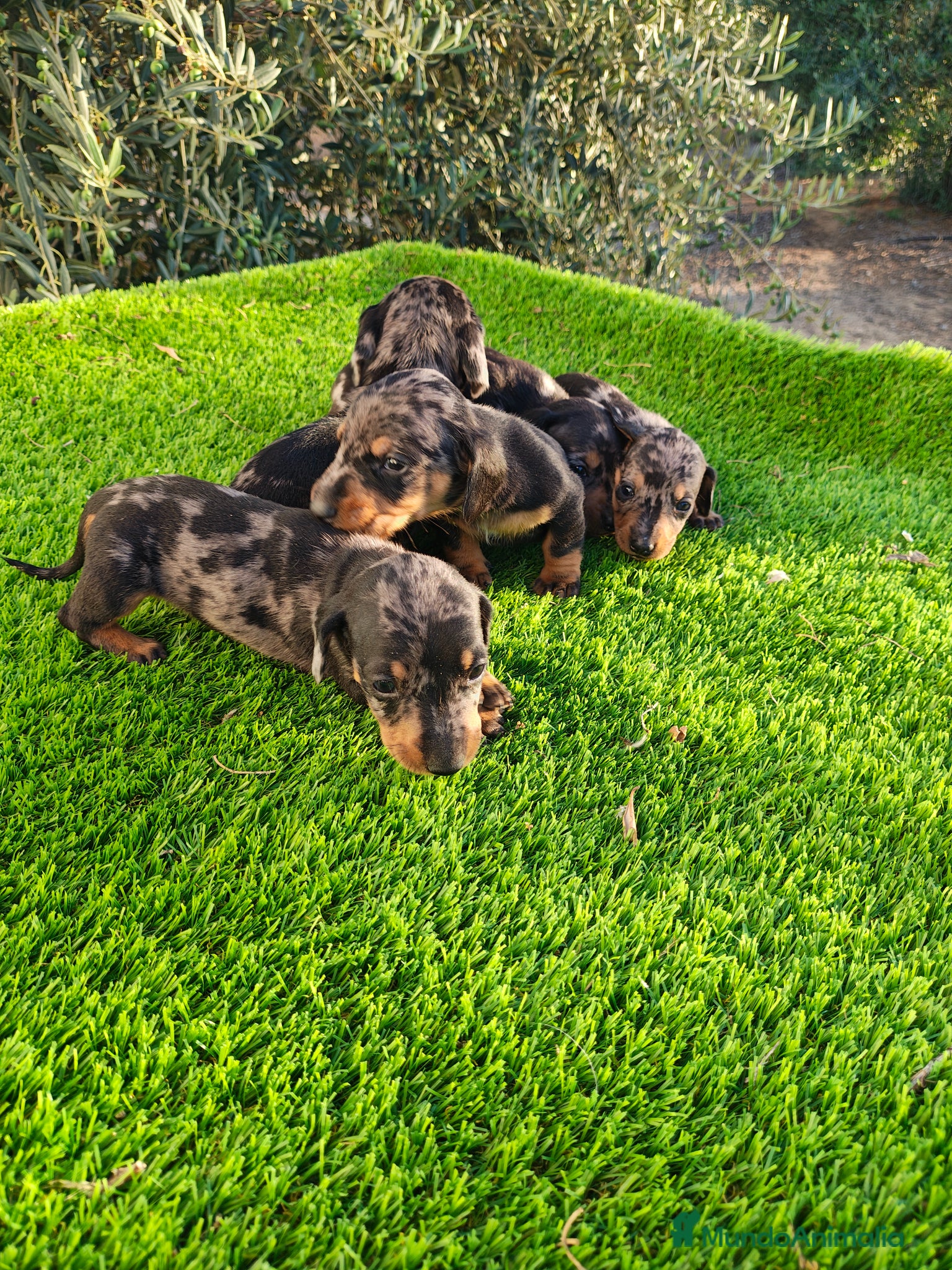 Teckel Miniatura perros TECKEL MINIATURA EN SEVILLA - Anuncio 11