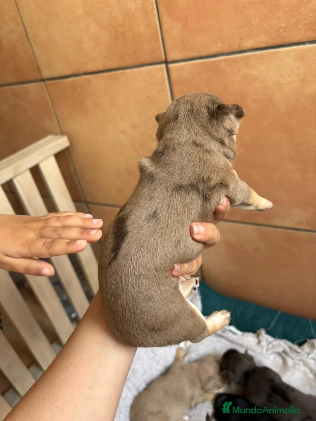 Chihuahua perros en venta: Chihuahua chocómerle hembra 🐾🩷 - Anuncio 2