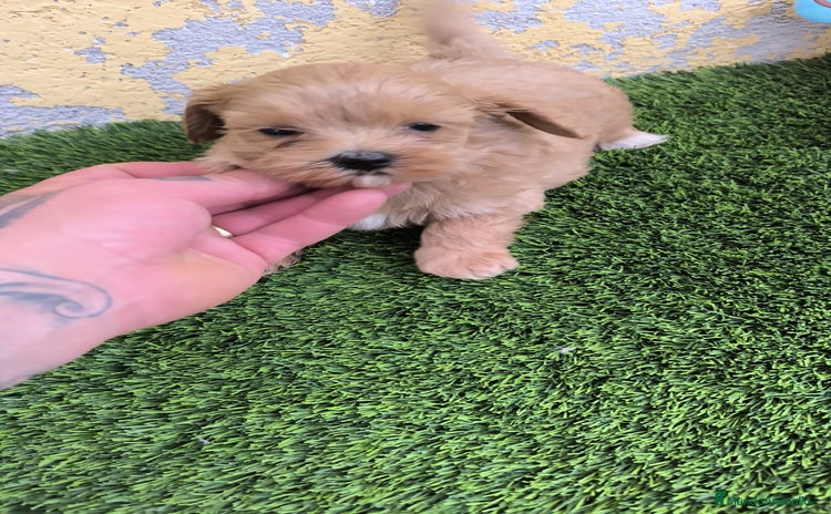 Maltipoo perros - Anuncio 1
