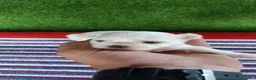 Bichón Maltés perros en venta: Camada de bichon maltés toy línea koreana  - Anuncio 1