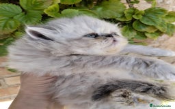 Persa gatos en venta: Hembra persa americana  - Imagen 4