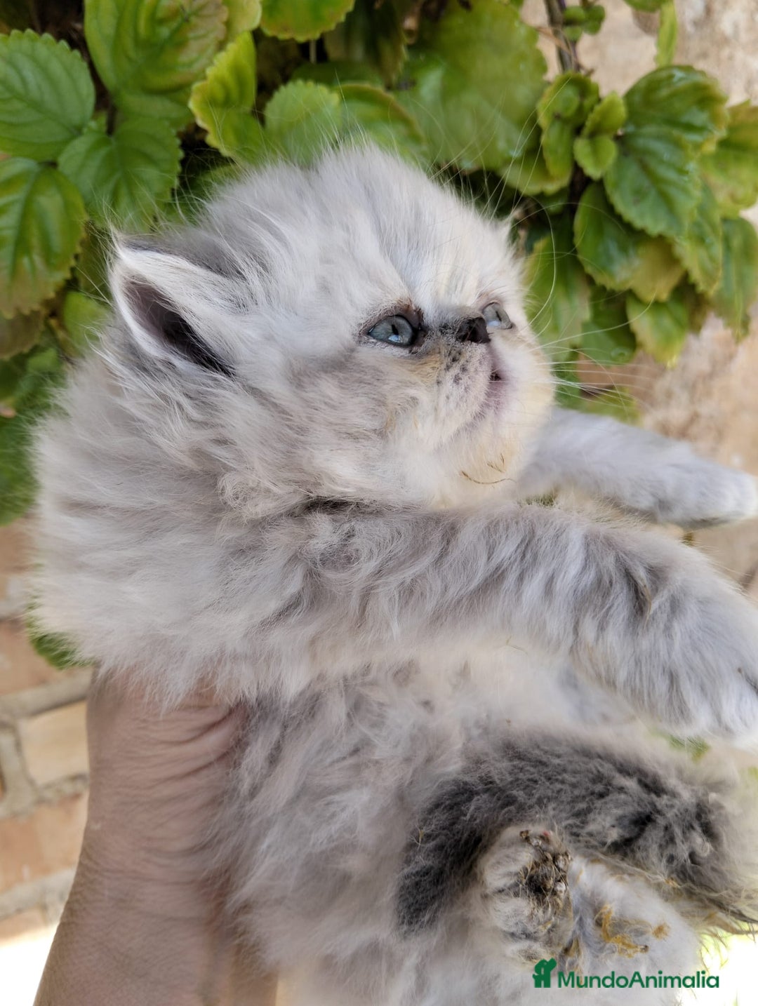 Persa gatos en venta: Hembra persa americana  - Imagen 4