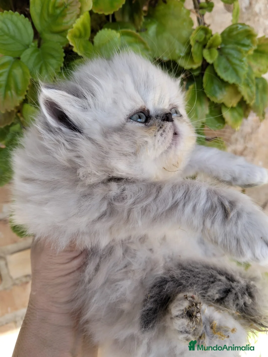 Persa gatos en venta: Hembra persa americana  - Anuncio 4