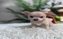 Chihuahua perros en venta: CHIHUAHUA HEMBRA - Anuncio 9