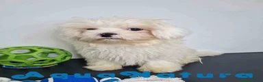 Bichón Habanero Cachorro 1