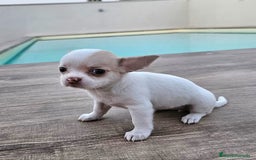 Chihuahua perros en venta: CHIHUAHUA HEMBRA - Imagen 3