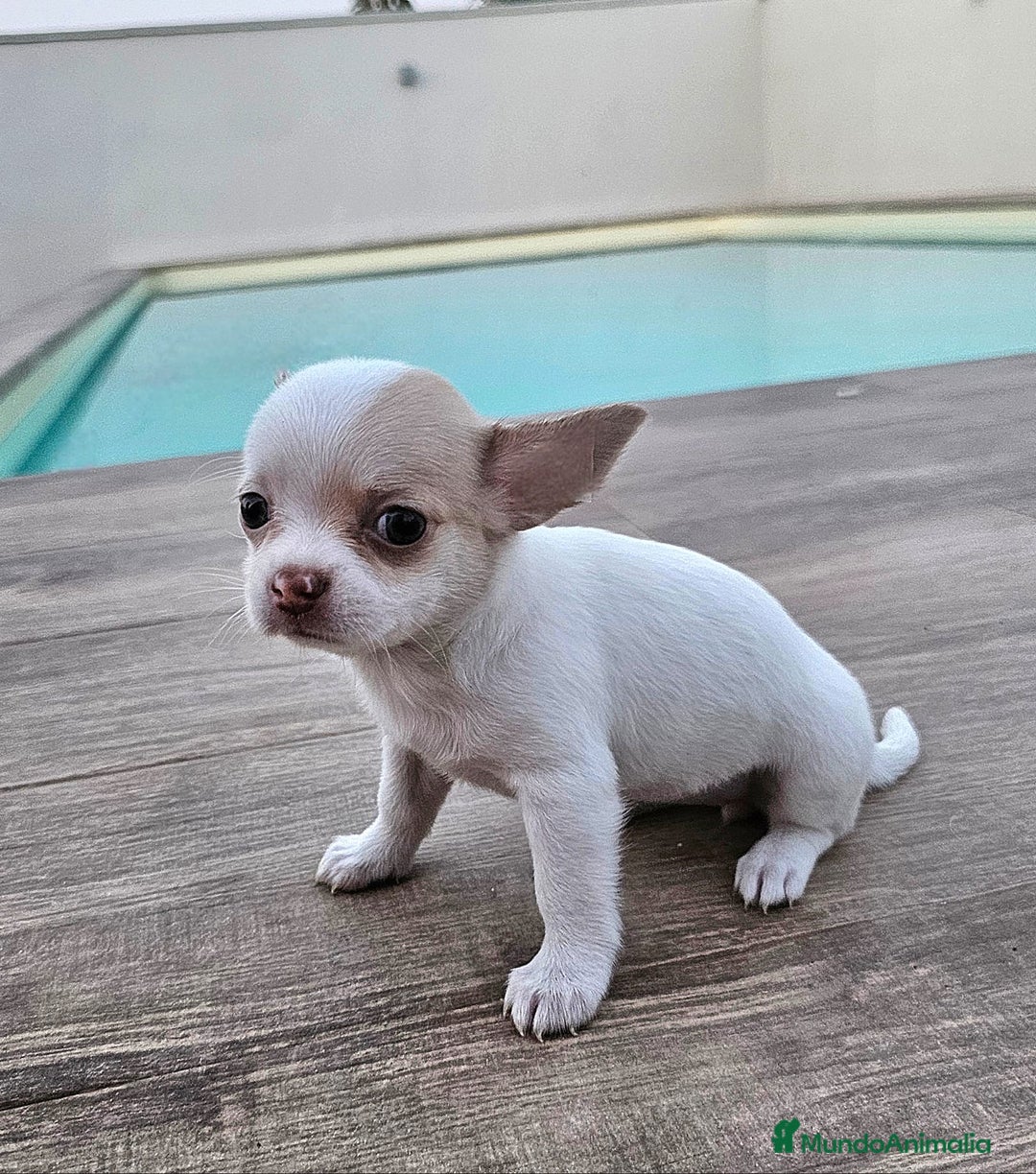 Chihuahua perros en venta: CHIHUAHUA HEMBRA - Imagen 3