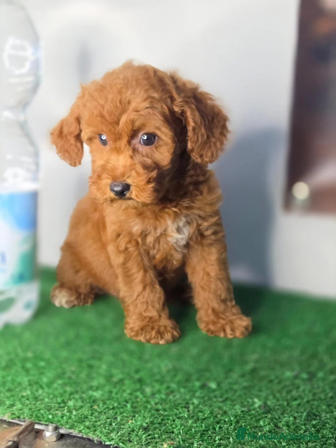 Caniche Toy perros en venta: Caniches rojo toyy - Anuncio 2