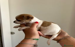 Chihuahua perros en venta: Chihuahua  - Imagen 4