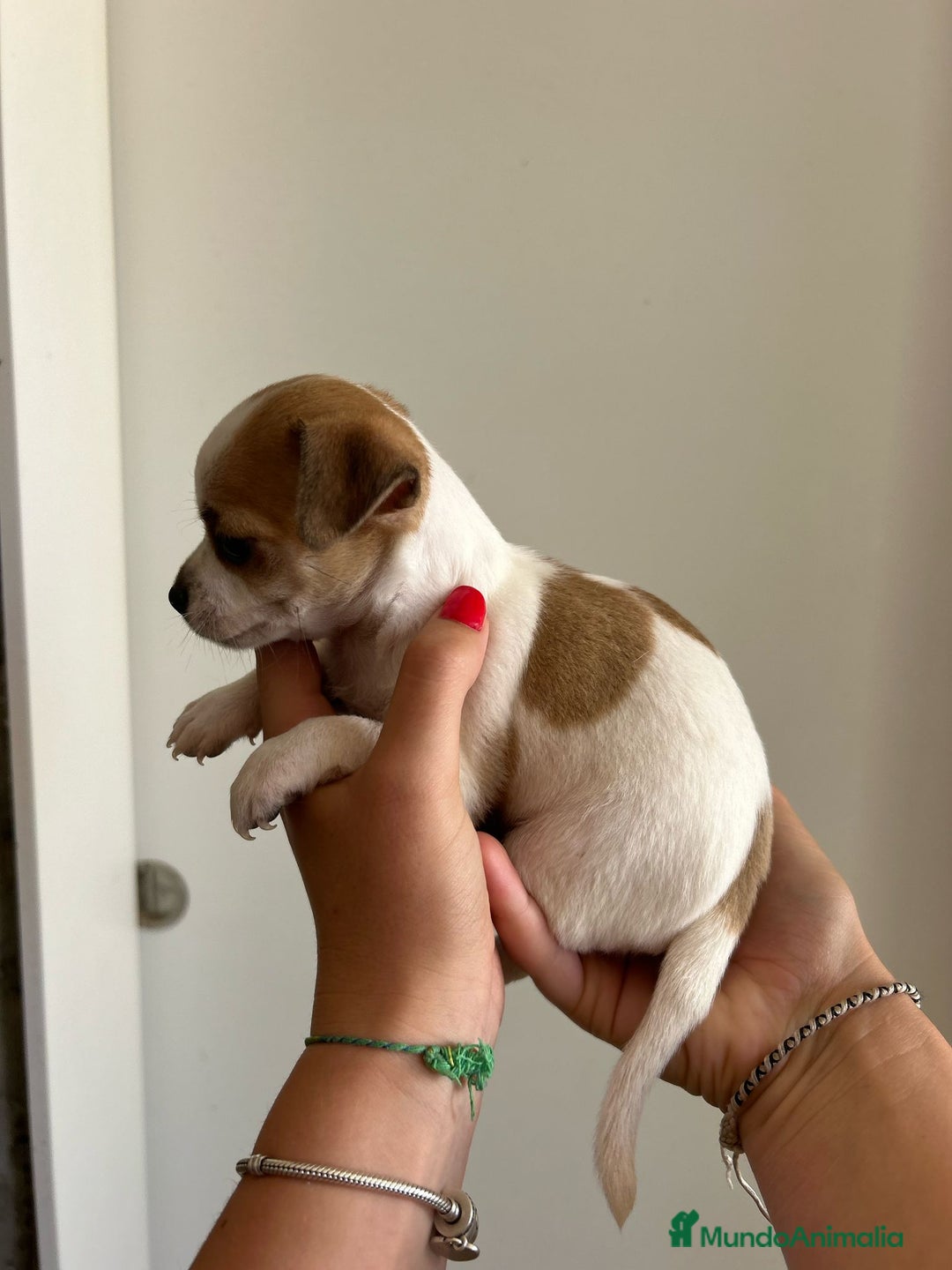 Chihuahua perros en venta: Chihuahua  - Imagen 4